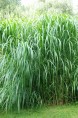 MISCANTHUS floridulus 'Aksel Olsen'
