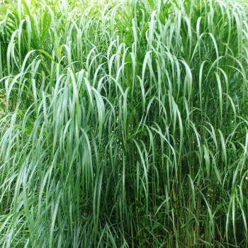 MISCANTHUS floridulus &#039;Aksel Olsen&#039;