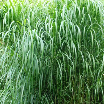 MISCANTHUS floridulus &#039;Aksel Olsen&#039;