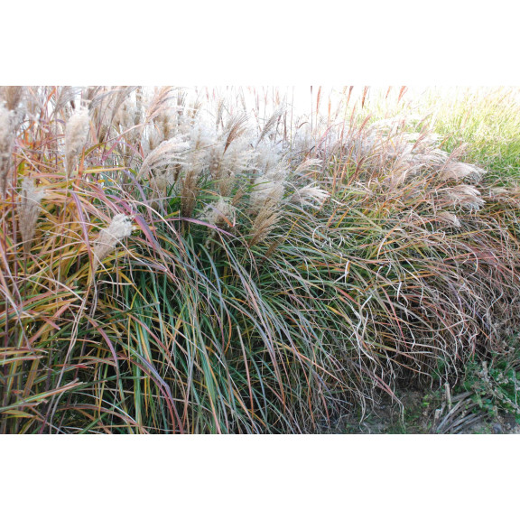 Miscanthus sinensis 'Kaskade', Roseau de Chine, - Le Jardin d'Eau