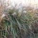 MISCANTHUS sinensis 'Kaskade'