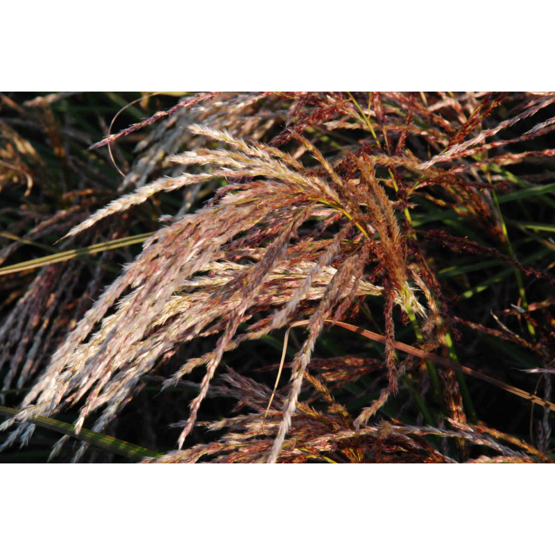 Miscanthus sinensis 'Kaskade', Roseau de Chine, - Le Jardin d'Eau