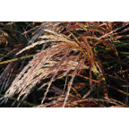 Miscanthus sinensis 'Kaskade', Roseau de Chine, - Le Jardin d'Eau