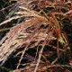 MISCANTHUS sinensis 'Kaskade'