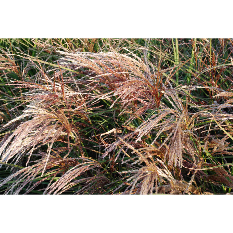 Miscanthus sinensis 'Kaskade', Roseau de Chine, - Le Jardin d'Eau