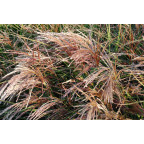 Miscanthus sinensis 'Kaskade', Roseau de Chine, - Le Jardin d'Eau