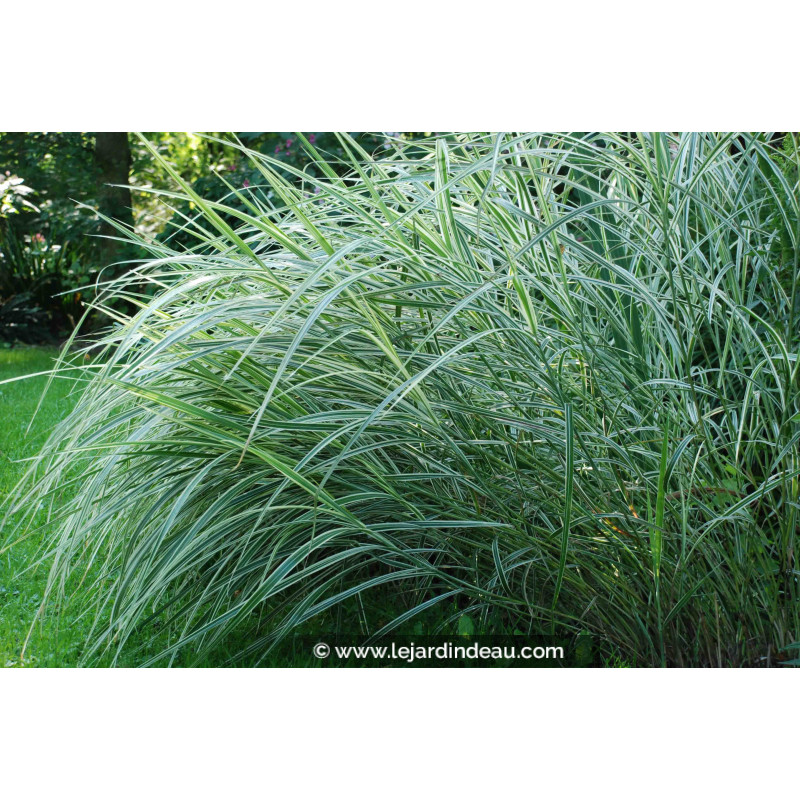 MISCANTHUS sinensis 'Variegatus'