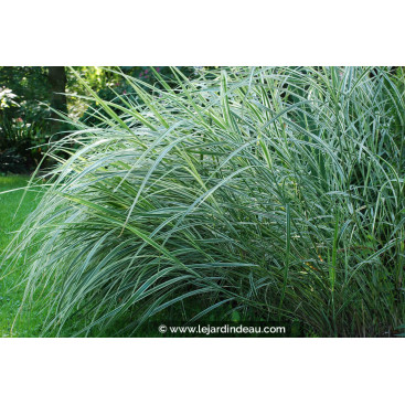 MISCANTHUS sinensis \'Variegatus\'