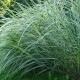 MISCANTHUS sinensis 'Variegatus'