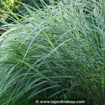 MISCANTHUS sinensis &#039;Variegatus&#039;