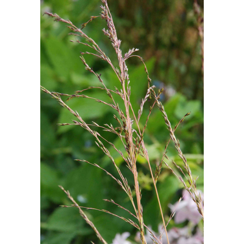 MOLINIA caerulea 'Variegata'