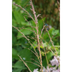 MOLINIA caerulea 'Variegata'