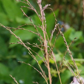 MOLINIA caerulea &#039;Variegata&#039;