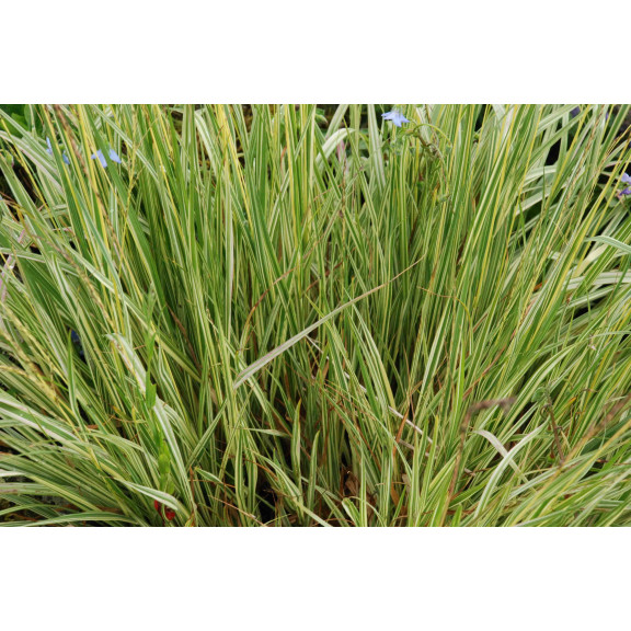 MOLINIA caerulea 'Variegata'