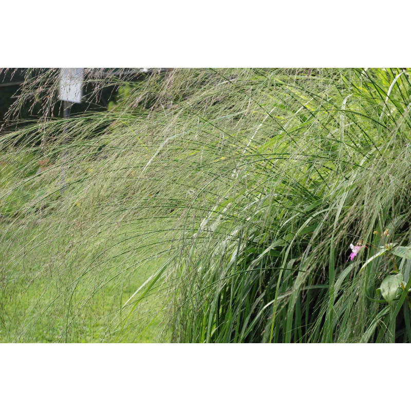 MOLINIA caerulea subsp. arundinacea 'Transparent'