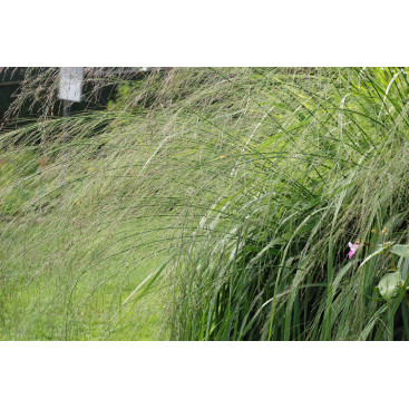 MOLINIA caerulea subsp. arundinacea \'Transparent\'