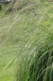 MOLINIA caerulea subsp. arundinacea 'Transparent'
