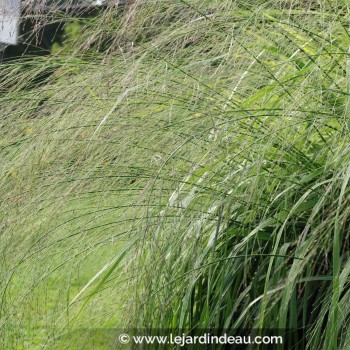 MOLINIA caerulea subsp. arundinacea &#039;Transparent&#039;