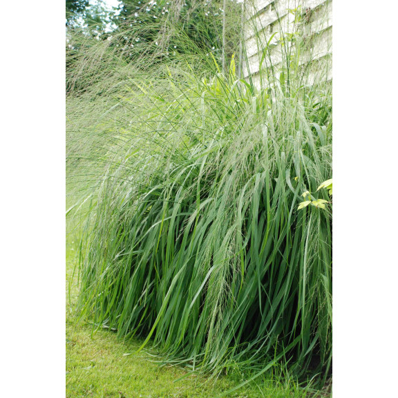 MOLINIA caerulea subsp. arundinacea 'Transparent'