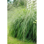 MOLINIA caerulea subsp. arundinacea 'Transparent'