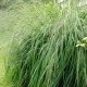 MOLINIA caerulea subsp. arundinacea 'Transparent'