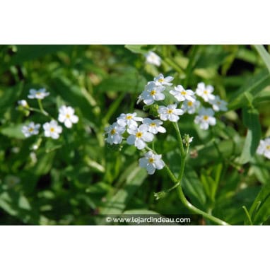 MYOSOTIS palustris \'Snowflakes\' - Myosotis des marais