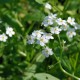 MYOSOTIS palustris 'Snowflakes'