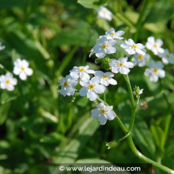 MYOSOTIS palustris &#039;Snowflakes&#039;