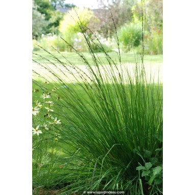 MOLINIA caerulea \'Edith Dudszus\' - Molinie bleue /  Purple Moor Grass