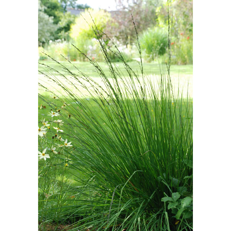 MOLINIA caerulea 'Edith Dudszus' MOLINIA caerulea 'Edith Dudszus'