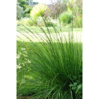 MOLINIA caerulea 'Edith Dudszus' MOLINIA caerulea 'Edith Dudszus'