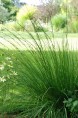 MOLINIA caerulea 'Edith Dudszus'