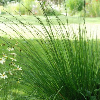 MOLINIA caerulea &#039;Edith Dudszus&#039;