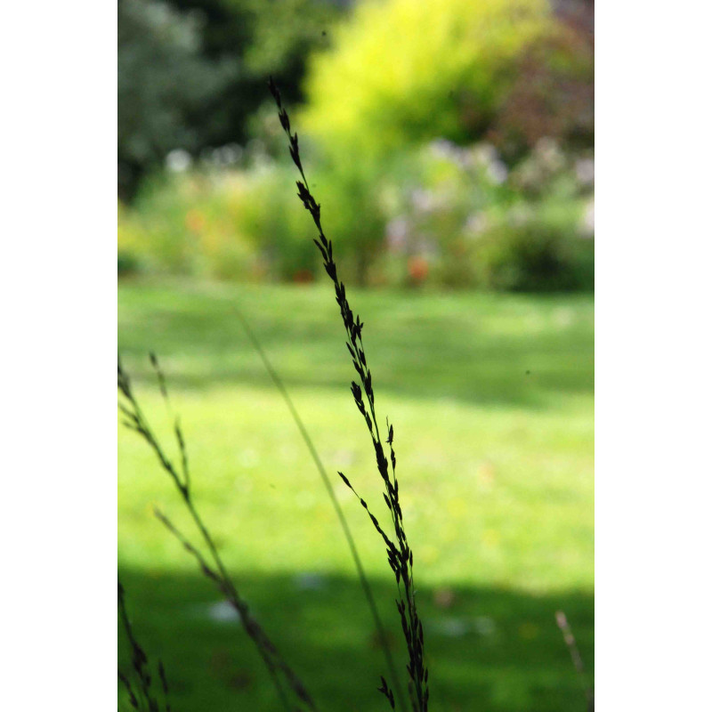 MOLINIA caerulea 'Edith Dudszus' MOLINIA caerulea 'Edith Dudszus'