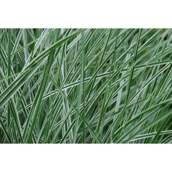 MISCANTHUS sinensis 'Morning Light'