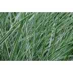 MISCANTHUS sinensis 'Morning Light'