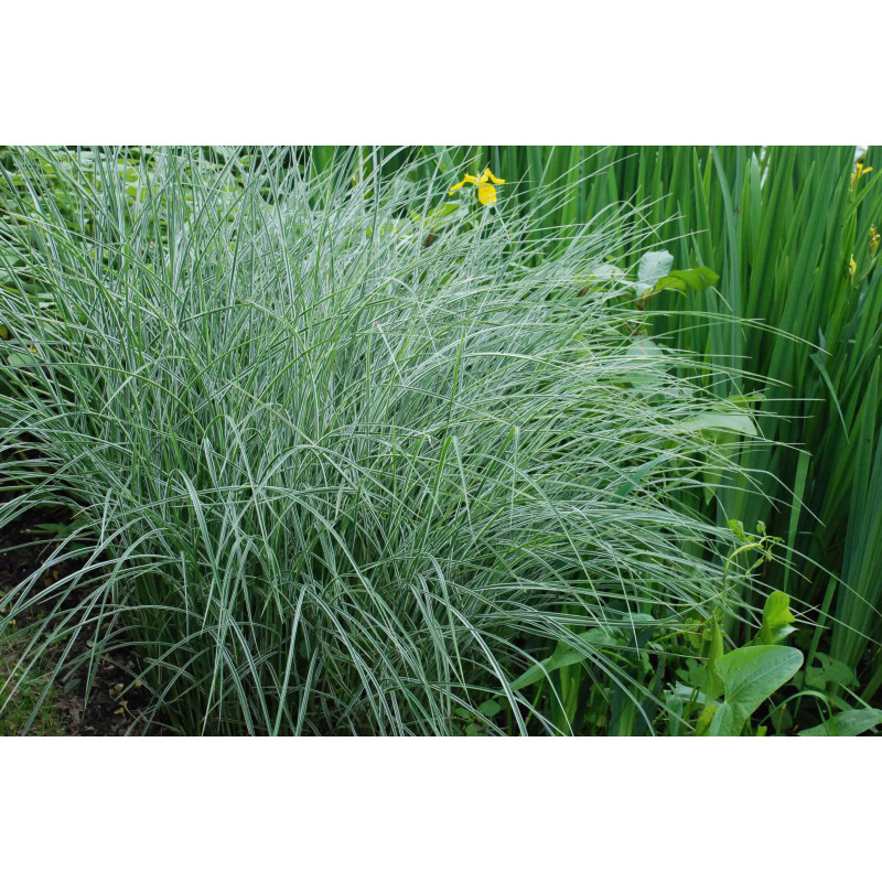 MISCANTHUS sinensis 'Morning Light'