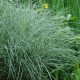 MISCANTHUS sinensis 'Morning Light'