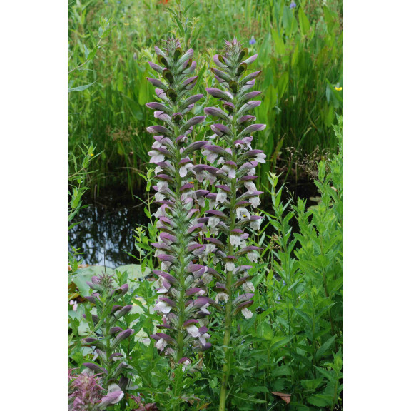 ACANTHUS spinosus, acanthe &eacute;pineuse, imposante, mauve - Le Jardin d'Eau