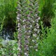 ACANTHUS spinosus