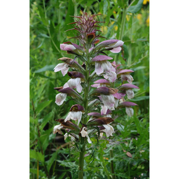 ACANTHUS spinosus, acanthe &eacute;pineuse, imposante, mauve - Le Jardin d'Eau