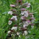 ACANTHUS spinosus