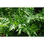 ACANTHUS spinosus, acanthe épineuse, imposante, mauve - Le Jardin d'Eau ACANTHUS spinosus, acanthe épineuse, imposante, mauve - Le Jardin d'Eau