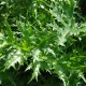 ACANTHUS spinosus