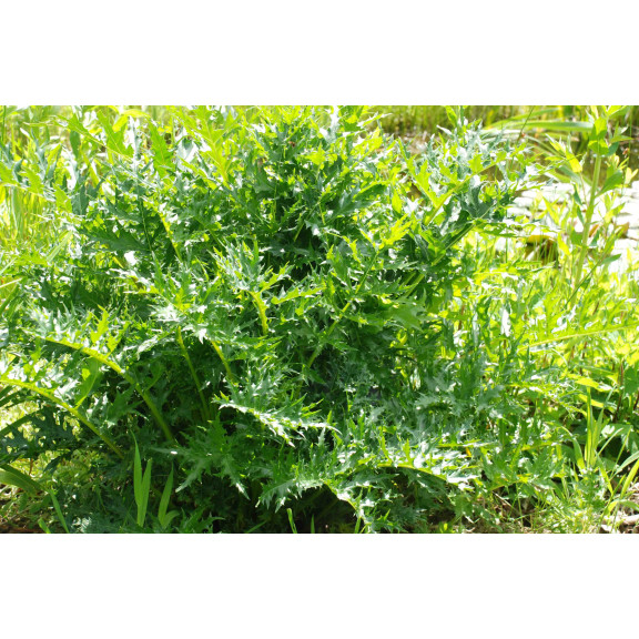 ACANTHUS spinosus, acanthe &eacute;pineuse, imposante, mauve - Le Jardin d'Eau