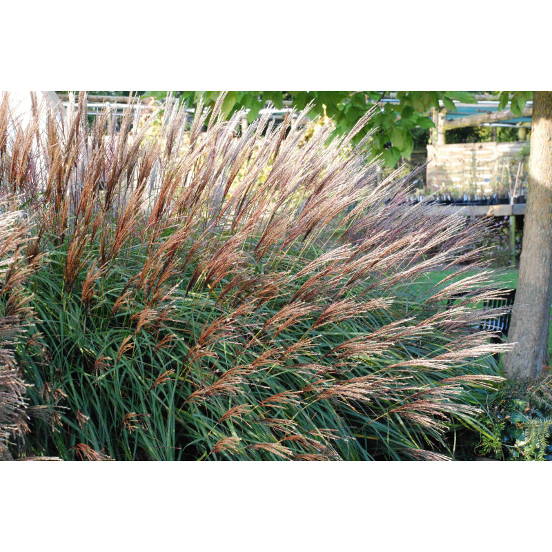 MISCANTHUS sinensis 'Krater'