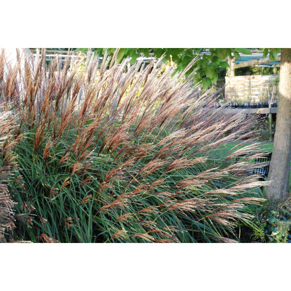 MISCANTHUS sinensis 'Krater'