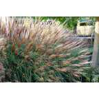 MISCANTHUS sinensis 'Krater'