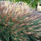 MISCANTHUS sinensis 'Krater'