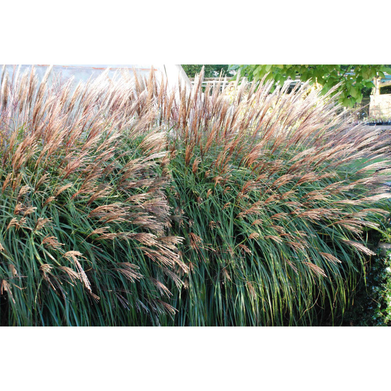 MISCANTHUS sinensis 'Krater'